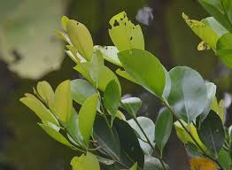 Image result for Anisophylleaceae