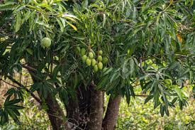 Image result for Mangifera