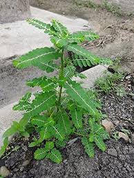 Image result for Phyllanthus fraternus