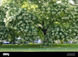 Image result for Styphnolobium