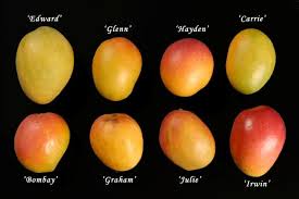 HS2/MG216: Mango Growing in the Florida Home Landscape