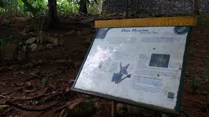 Taman botani putrajaya putrajaya, wilayah persekutuan, malaysia. Mohd Faiz Bin Abdul Manan Taman Botani Putrajaya