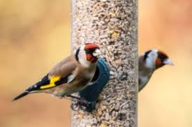Bevorzugt lebt er in wäldern, macht es sich aber auch in baumreichen parks. Fink Der Artenreiche Singvogel In Der Wildnis Und Als Haustier