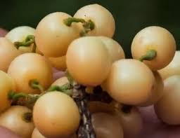 Image result for Grewia pachycalyx