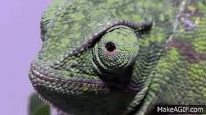 Chameleons Eyes Can Pivot And Focus Independently Allowing The Chameleon To Observe Two Different Objects Simultaneously This Gives The Chameleon Animals Gif
