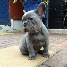 We did not find results for: Pin By Bones And Jones On Frenchies Cute French Bulldog Blue French Bulldog Puppies French Bulldog Puppies