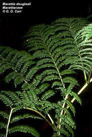 Image result for Marattiaceae