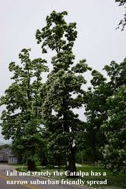 Image result for Catalpa