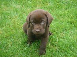 You will find labrador retriever dogs for adoption and puppies for sale under the listings here. Chocolate Lab Puppies For Adoption Nj The Y Guide