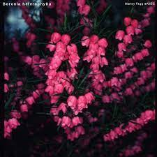 A Flower We Are Using You Can Only Get In April Flower Meanings Native Plants Flowers