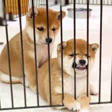 Welcome to the shakori shiba inu site! Shiba Inu Puppies Home Facebook