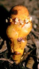 Image result for Balanophoraceae