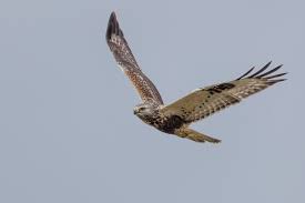 B bussard, v b bussard: Leicht Verwechselbar Greifvogel Lbv Gemeinsam Bayerns Natur Schutzen