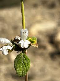 Image result for Leucas glabrata