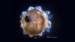 Oh to be a baby ocean sunfish, splashing about in california. Adorable Bug Size Sunfish Babies Grow Up To Be Giant Swimming Heads Live Science