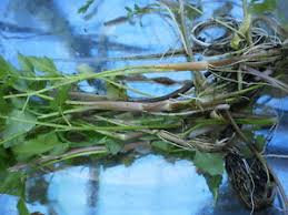 Sow seeds in late summer to early fall depending on temperature conditions. Korean Watercress Minari Plants 12 Bare Roots 12 Free For Good Measure Ebay