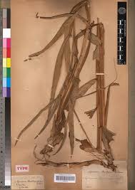 Image result for Aframomum alboviolaceum