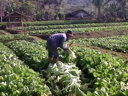 Kemudian masukkan kol, sawi asin, dan sayur lainnya, lalu asinan sayur khas betawi siap dihidangkah… hasil pencarian resep masakan Sayur Asin Sawi Pahit Sawi Asin Pt Bam