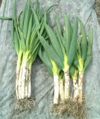 Maybe you would like to learn more about one of these? Medicinal Properties And Health Benefits Of Green Onion Scallion