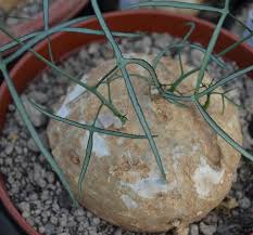 Image result for Pyrenacantha kirkii