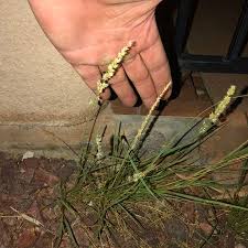 Image result for Enneapogon cenchroides