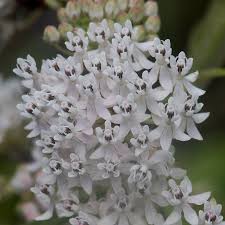 Image result for Asclepias albens