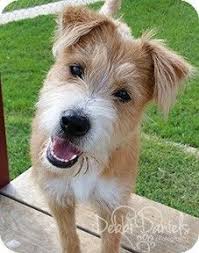 Petland dallas, texas would love for you to check out our dog breed information and choose what breed is best for you and your family! Pin By Danna Guy On Fuzzy Babies Border Terrier Dog Adoption Terrier Mix