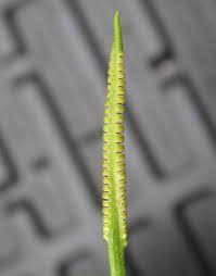 Image result for Ophioglossum reticulatum