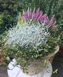 Erika Herbstgarten Outdoor Pflanzen Blumen Im Blumentopf