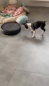 ADEL Golden Verni Vergo