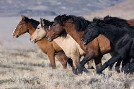 The answer is not a simple one. Reining In The Wild Horse Crisis