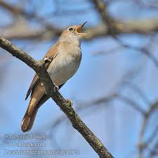 4 years ago4 years ago. Luscinia Megarhynchos Nightingale Nachtigall Rossignol Philomale