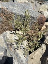 Image result for Pseudoconyza