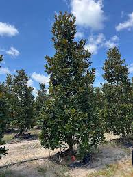 Image result for Terminalia trichopoda