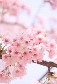 All Pink Flowers Are Beautiful And With Meanings Of Their Own So Which Do You Prefer Beautiful Flower Small Pink Flowers Beautiful Pink Flowers Pink Flowers