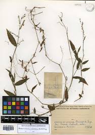 Image result for Pseudechinolaena polystachya