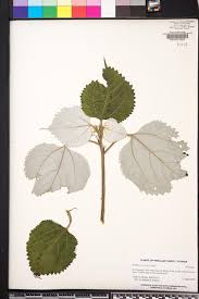 Image result for Barleria boehmii