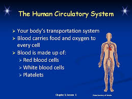Your Body Systems Warmup Questions Cps Questions 1