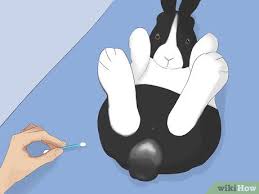 Most rabbits don't want to take a bath. 3 Ways To Bathe Your Pet Rabbit Wikihow