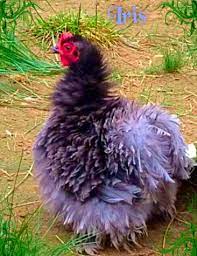 blue frizzle cochins raising backyard chickens chickens backyard cochin chickens