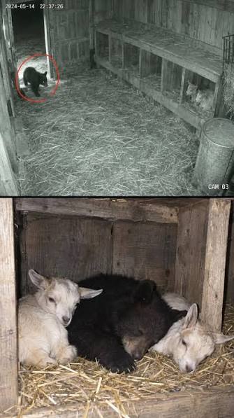 Lonely bear cub finds warmth with baby goats in barn