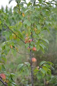 Image result for Prunus