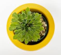 Image result for Monadenium lugardiae