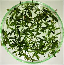 Image result for Glinus oppositifolius