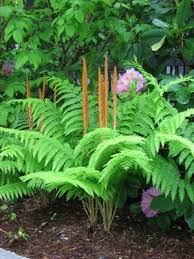 Cinnamon Fern Got Its Name Due To The Fronds Taking On A Cinnamon Color When They Are At Their Fertile Stages Cinnamon Fern Ferns Garden Plants