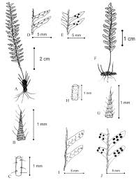 Image result for Lellingeria