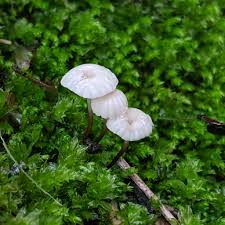 Image result for Marasmius sp.