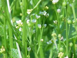 Image result for Crambe hispanica