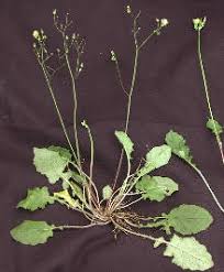 Image result for Youngia japonica