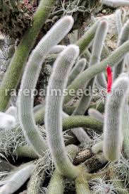 The cactaceae are a very special group of plants because they are adapted and tolerant to usually harsh growing conditions. Cleistocactus Brookeae Subsp Vulpis Cauda Foxtail Cactus Buy Seeds At Rarepalmseeds Com